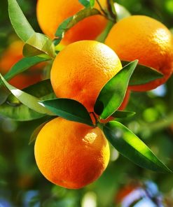 Orange Essential Oil, Sweet