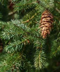 Siberian Fir Needle Essential Oil